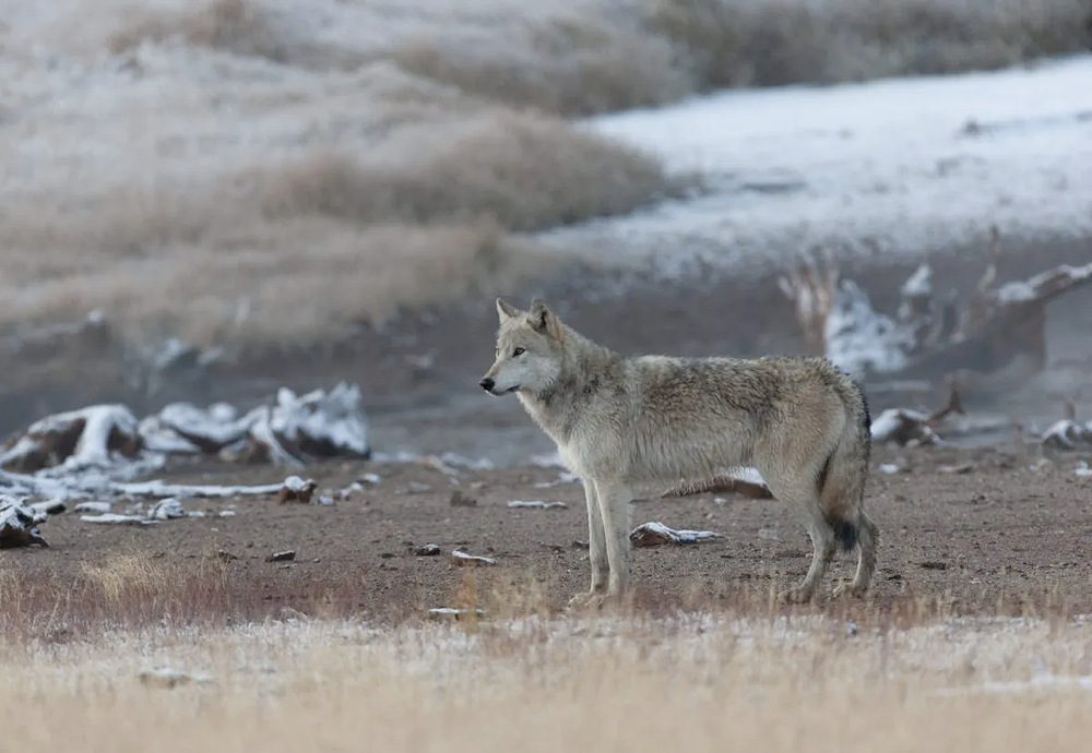 Montana wolf regulations challenged in state court - Three Forks Voice